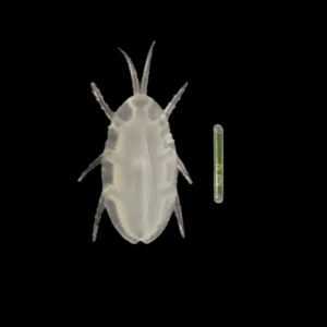 Glow Cockroach