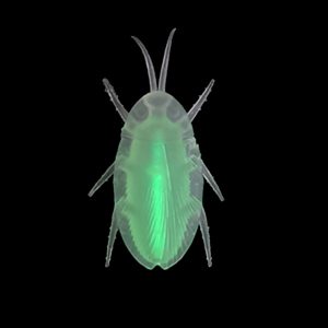 Glow Cockroach