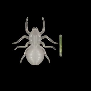 Glow Spider
