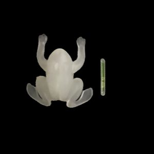 Glow Frog