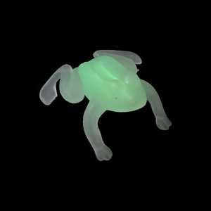 Glow Frog