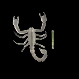 Glow Scorpion